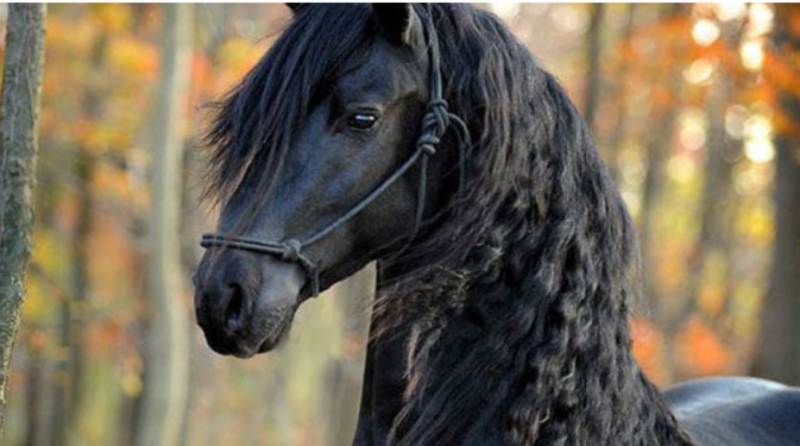Frederik the Great The Most Handsome Horse In The World