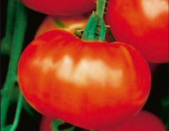 Super tomato is genetically engineered to produce as much vitamin D as two EGGS and help ward off cancer and dementia study finds