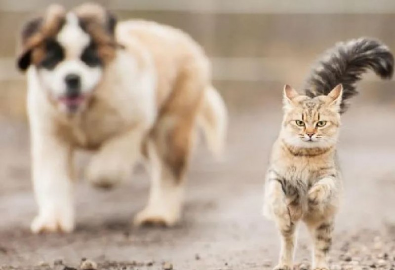 Why do dogs dislike cats so much know the reason behind it