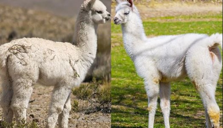 Interesting Facts about llama vicuna animal who gives world most expensive wool