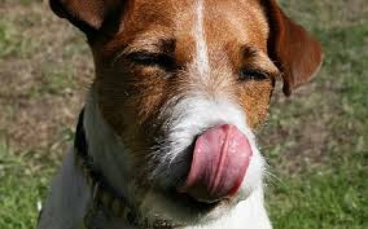 Know why dogs start licking their mouth