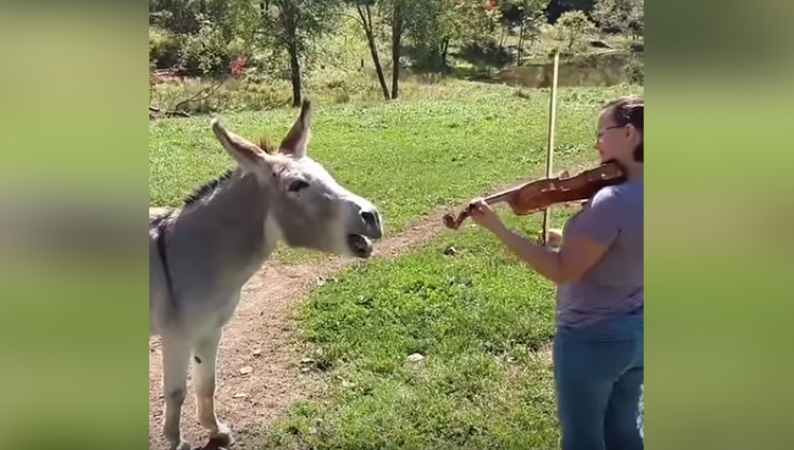 Playing the violin in front of a donkey and the donkey becomes happy.