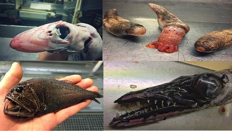 The Most Bizarre Deep-Sea Creatures Whom You May Deny Accepting, But are Actually Real! 