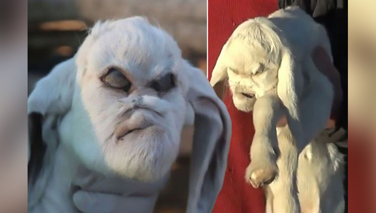 Goat Born With Demonic Face Shocks Locals In San Luis Province central Argentina