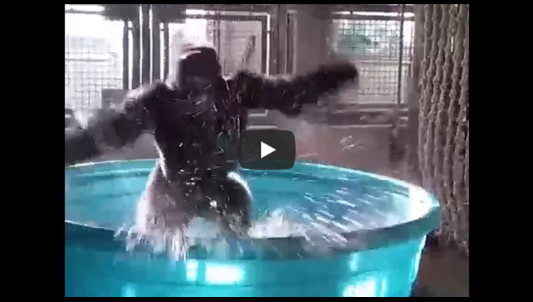Funny gorilla dance on ghoomar ghoomar song