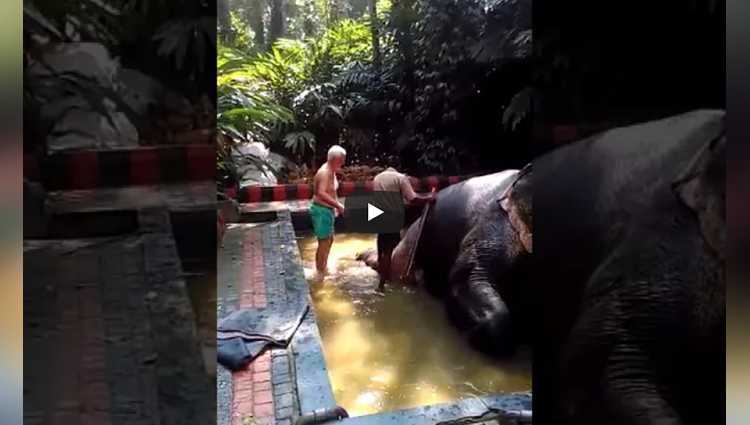 latest initiative kerala tourism india the elephant shower bath
