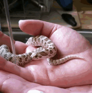 Most Adorable Snake Pics