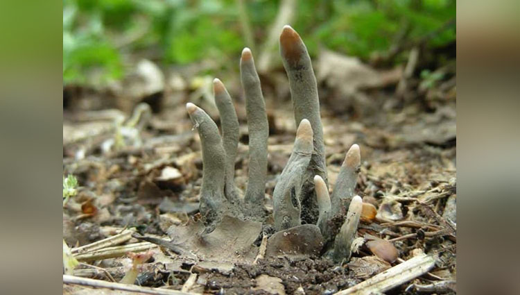 freaky plants that will make you scared to go outside