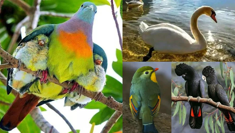 beautiful birds photos 