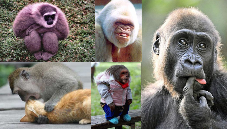 funny monkey photos 