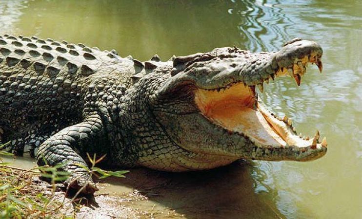 girl fight with crocodile at odisha