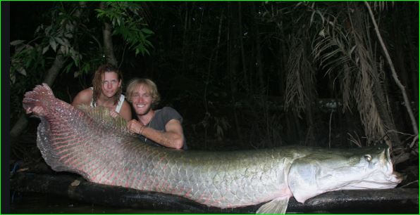 Fisherman Caught Worlds Largest Freshwater Fish Pirarucu 