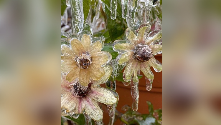 beautiful images of ice on nature