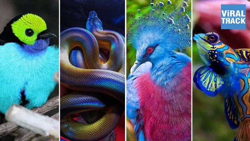 Most Beautiful Animals in the World