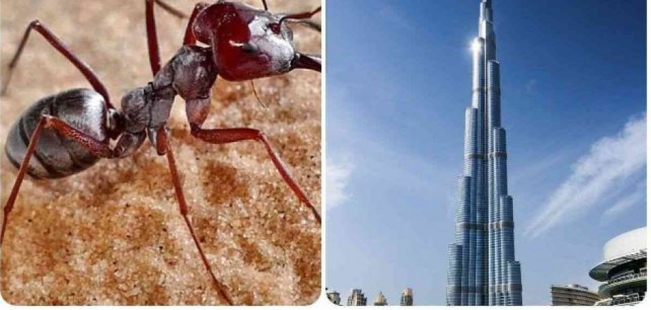 We solved the mystery of what will happen when an ant falls burj khalifa