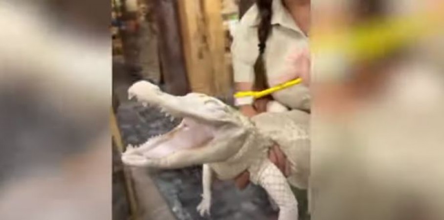 Viral Video Shows Albino Alligator Smiles during scrub session in the reptile zoo
