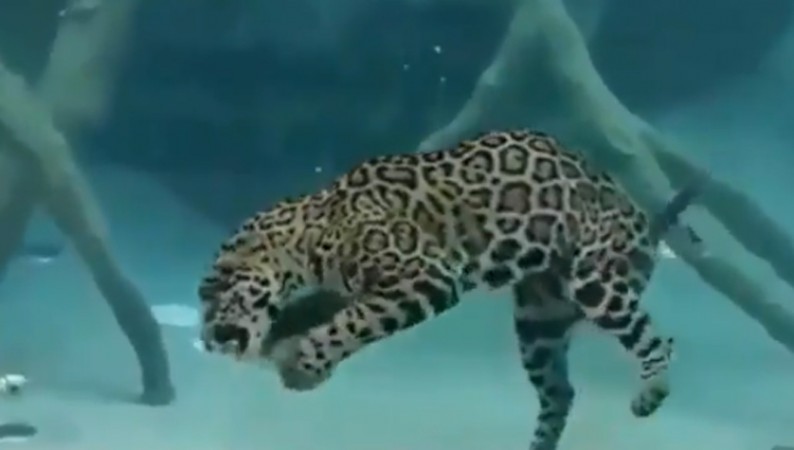 jaguar can be seen swimming underwater