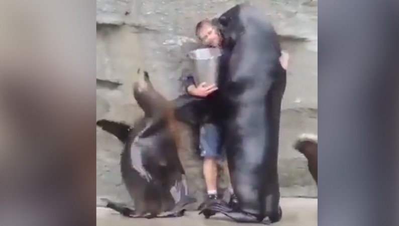 elephant hug girl video goes viral on social media
