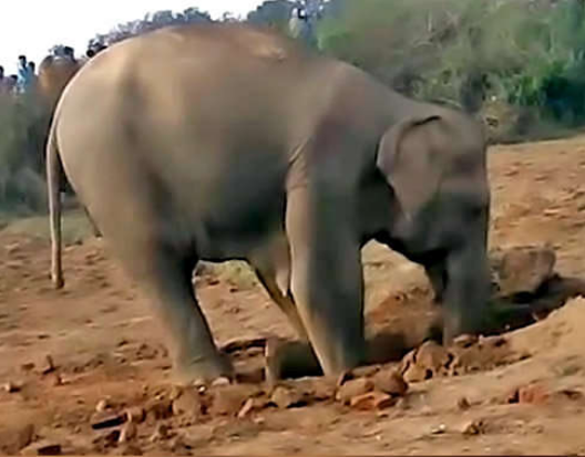 emotional story of an elephant 