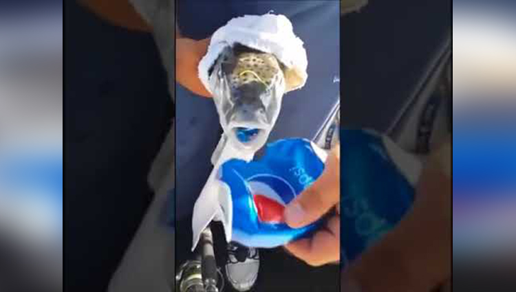 Fish eating a Pepsi can AS IT BITE CUT LIKE IN TO PIECES