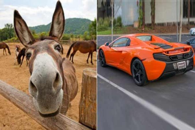The donkey confused between carrot and super car