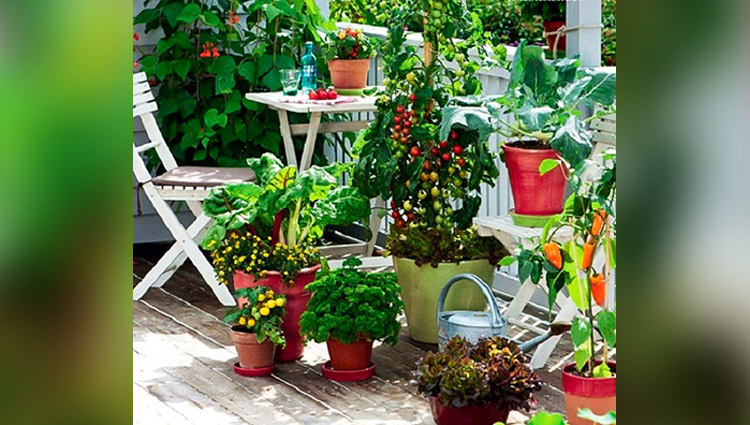 Start living a healthy life by planting a Kitchen Garden 