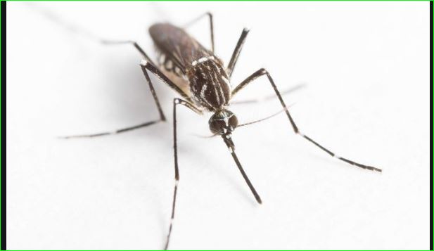 Mosquito Killing In Bhutan Is Sin