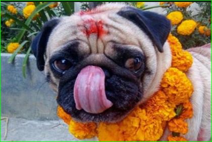 Nepal Celebrate Dog Worship Festival During Diwali 