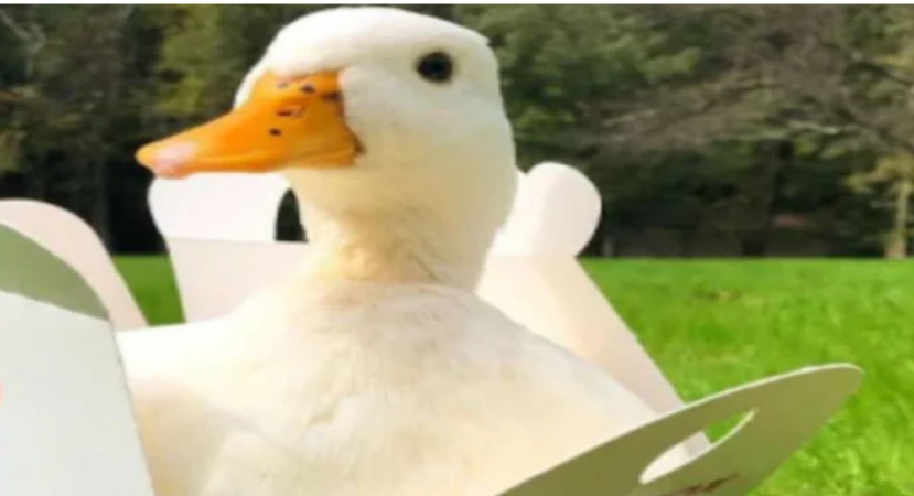 Duck earns 3 lakh per month through social media platform is a celebrity now