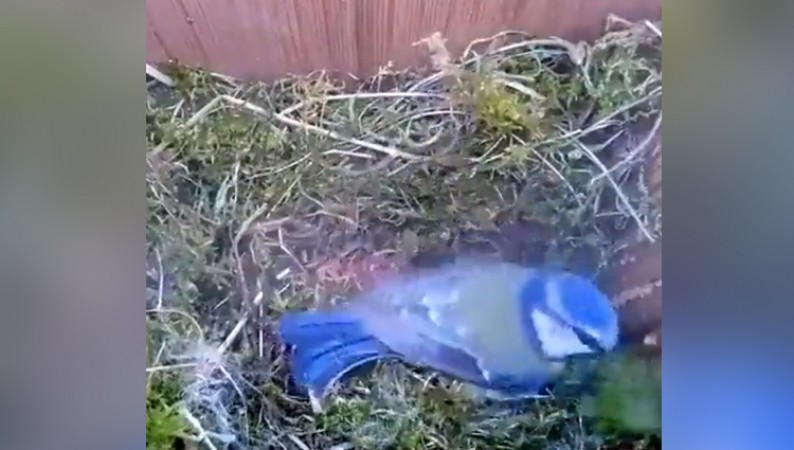Mother bird builds a nest in this viral video