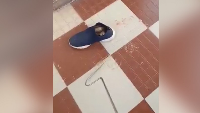 This Video of Giant Cobra Coming Out of a Shoe in Mysore Will Give You the Creeps