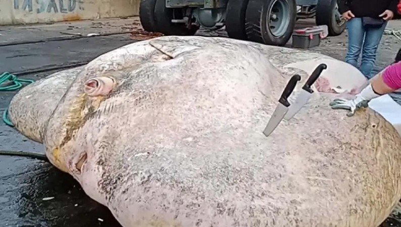 World Largest Bony Fish Weighing 2744 Kg