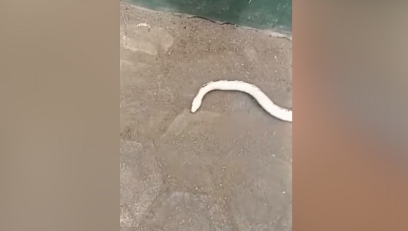snake did a tremendous act of dying in front of man