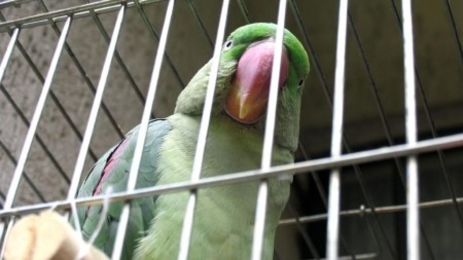 parrot singing an amazing song like chandelier