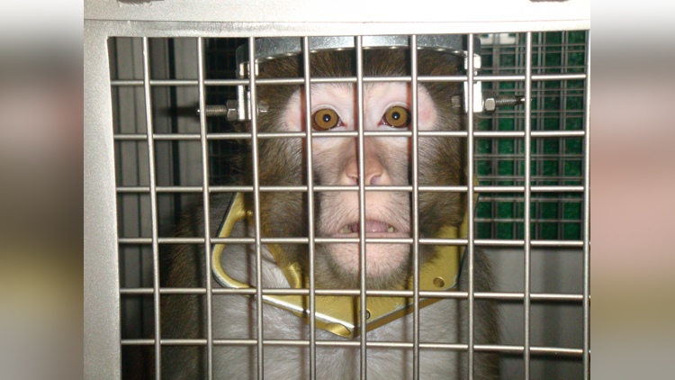 Watch How Monkies Are Tortured Every Single Day And How PETA Has Come Forward To Work For Humanity