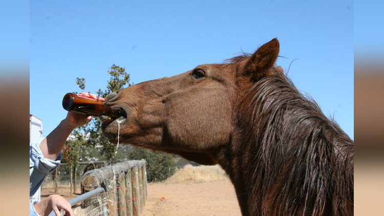 This horse drinks beer