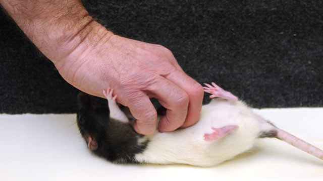 See What Happens When You Tickle a Rat