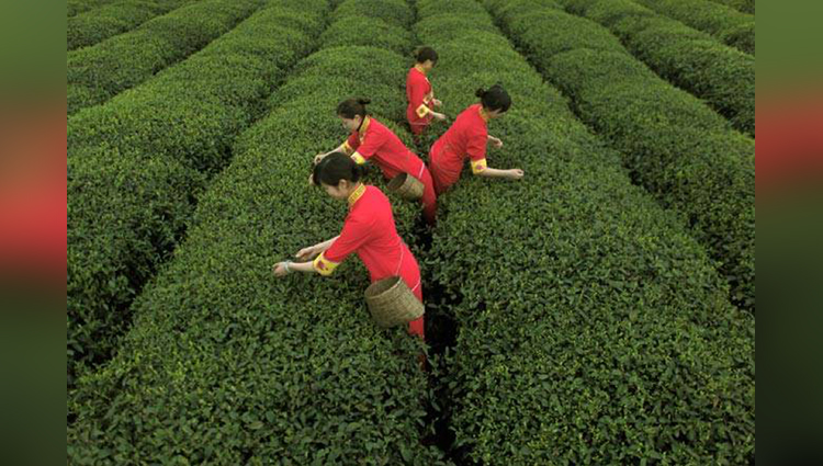 Most Beautiful Tea Gardens Of The World