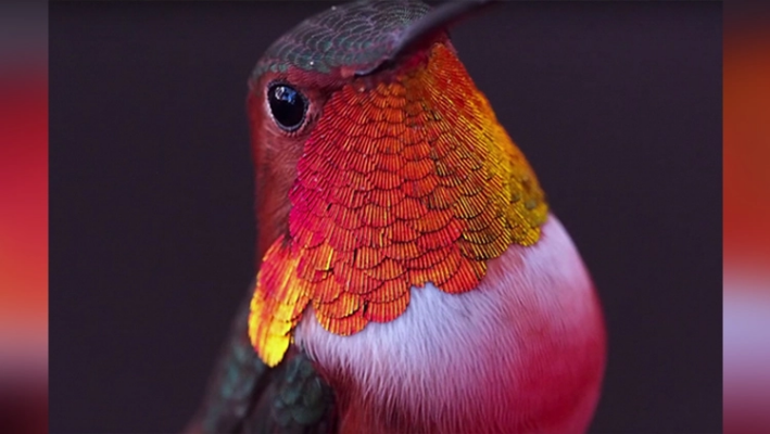 Meet The Hummingbird Whisperer Through This Video
