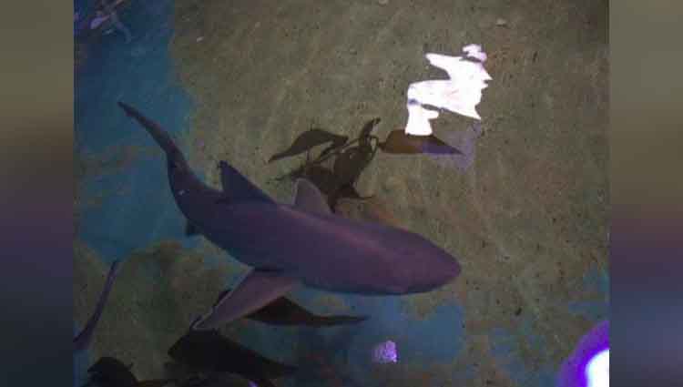 sharks found in new york home