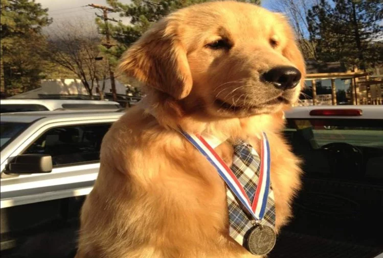california usa dog appointed as a mayor of idyllwild 
