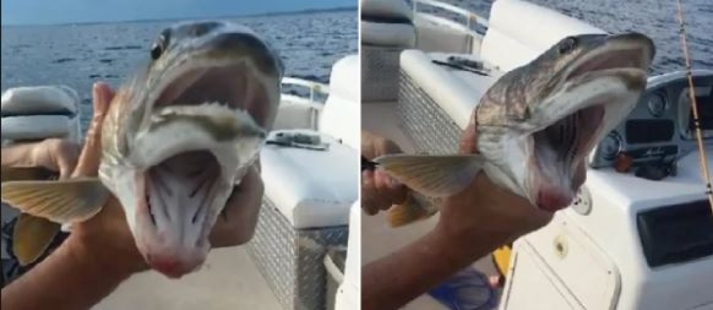 Bizarre fish with two mouths and four eyes caught in the net