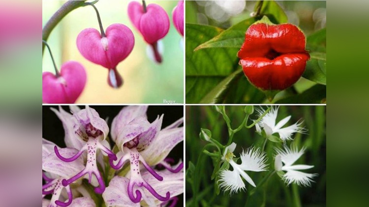 Extraordinary and Uncommon Flowers that are Akin Anything but Flowers!