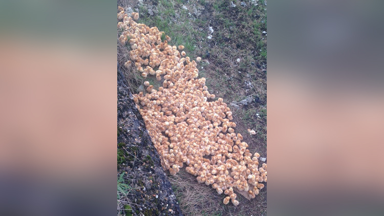 Around 1000 newly hatched chicks found abandoned in field