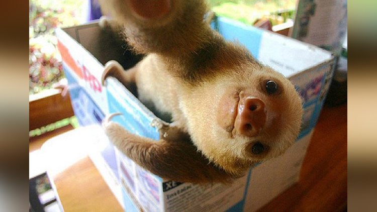 Animals' Selfie Game Is Stronger Than Yours and We have the Proof! 