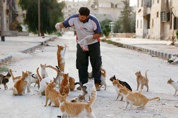 this man taking care of more than 100 cats in syria 