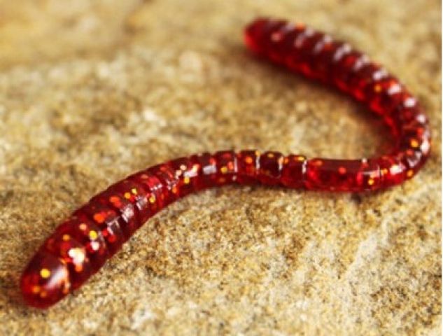15 centimeter worm found in human brain
