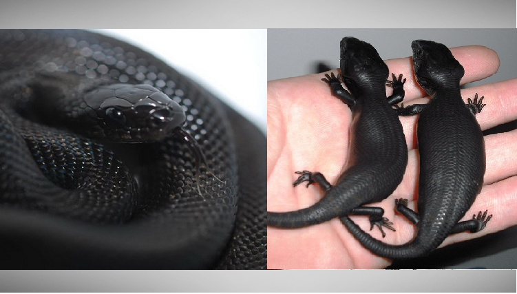 For the love of Black! Here are some of Rarest Black Animal Species from Around the World...
