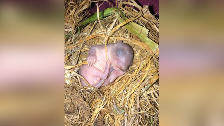 baby squirrel found with dead mother