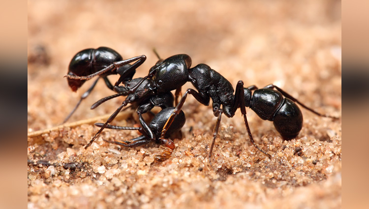 ants make toilets in their nests